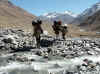 Himalaya_Kinnaur_Fauti-Lanak_9.JPG (306774 bytes)