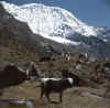 Himalaya_Rolwaling_Bamongo_1.jpg (140604 bytes)