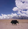 Tibet.PaikuTso1.jpg (51325 bytes)