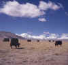 Tibet.Shishapangma1.jpg (48970 bytes)