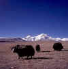 Tibet.Shishapangma4.jpg (46358 bytes)