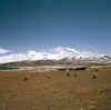 Tibet_Manasarovar_7.jpg (106157 bytes)
