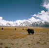 Tibet_PaikuTso_2.jpg (104132 bytes)