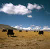 Tibet_ShishaPangma_1.jpg (105800 bytes)