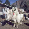 Khumbu.Tengpoche7.jpg (58062 bytes)