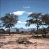 Namibia.Damara.Sesfontein1.jpg (43251 bytes)