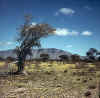 Namibia.Damara.Sesfontein2.jpg (51114 bytes)