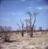 Namibia.Etosha.Sprookieswoud.jpg (42792 bytes)