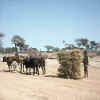 Namibia.Kavango.Mururani1.jpg (57704 bytes)