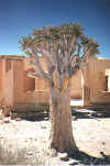 Namibia.Kolmanskuppe2.jpg (79114 bytes)