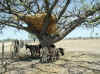 Namibia.Owambo.Omusati.Anamulenge_2.jpg (130734 bytes)