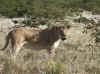 Namibia_Etosha_Otjovasandu_Lion_13.jpg (152409 bytes)