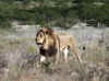Namibia_Etosha_Otjovasandu_Lion_15.jpg (196667 bytes)
