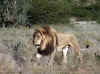 Namibia_Etosha_Otjovasandu_Lion_16.jpg (186767 bytes)