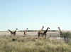 Namibia_Etosha_Springbokfontein_1.jpg (59564 bytes)
