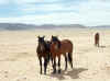 Namibia_Karas_Aus_Horses_13.JPG (77624 bytes)