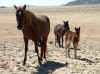 Namibia_Karas_Aus_Horses_2.jpg (104977 bytes)