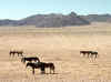 Namibia_Karas_Aus_Horses_9.jpg (94998 bytes)
