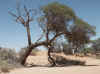 Namibia_Karas_Khoichab_KhoichabForest_2.JPG (90338 bytes)