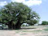Namibia.Owambo.Omusati.Anamulenge_3.jpg (108024 bytes)