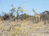 Namibia_Etosha_Okerfontein_8.jpg (89883 bytes)
